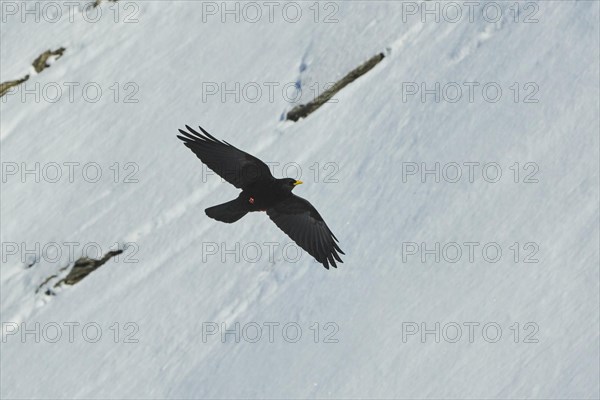 Yellow-billed chough