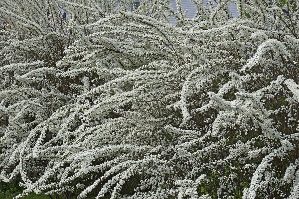 Bridalwreath spirea
