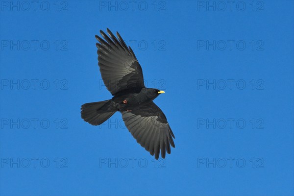 Yellow-billed chough