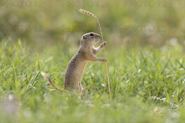 European ground squirrel