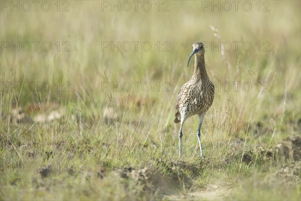 Curlew