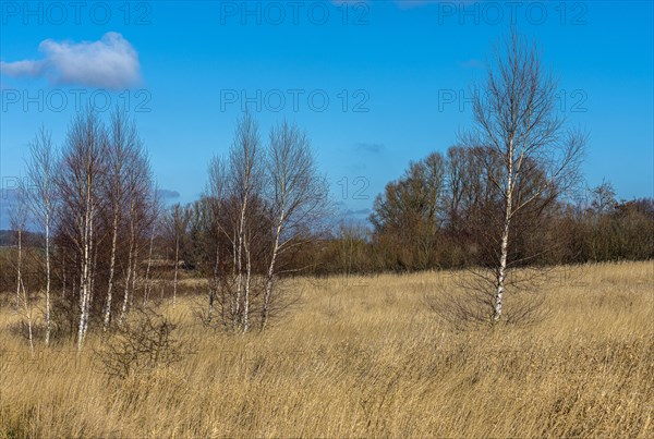 Nature reserve at the Mellnitz Ueselitzer Wiek on Ruegen