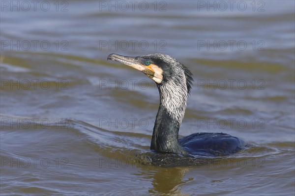 Great Cormorant