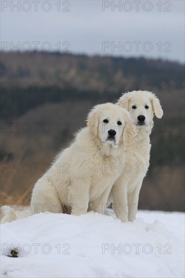 Kuvasz and Podlahanski sitting in the snow