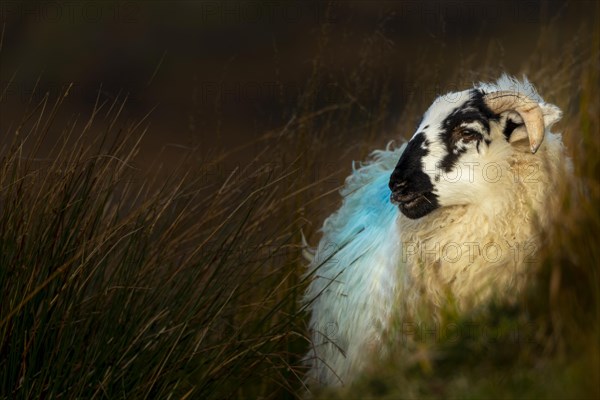 Domestic sheep