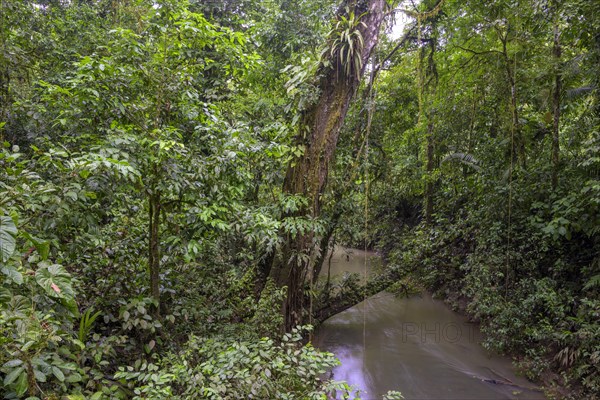 Rainforest by a stream