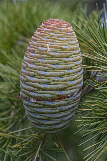 Deodar cedar