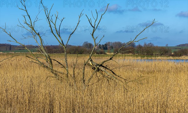 Dead trees