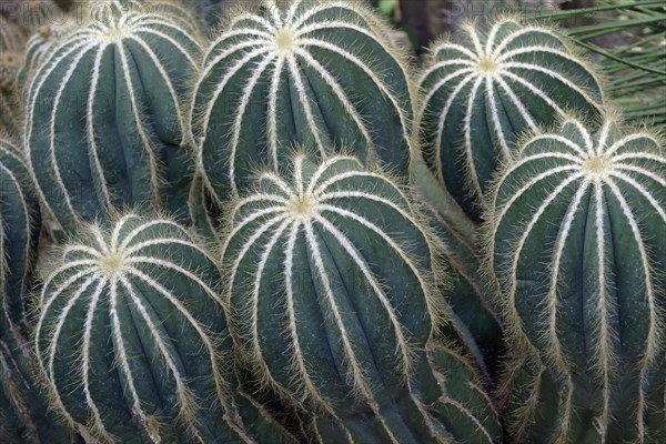 Ball cactus
