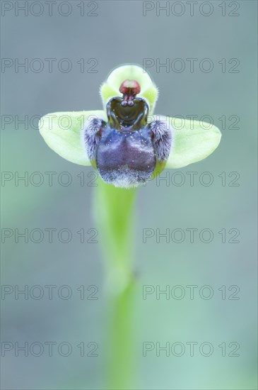 Bumblebee orchid