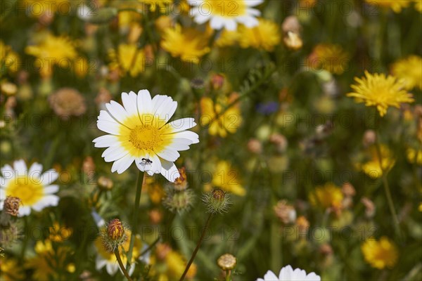 Spring in Crete