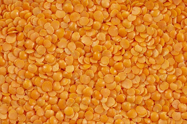 Closeup of red split lentil also known as Egyptian lentil or Masoor dal