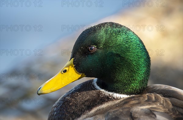 Mallard