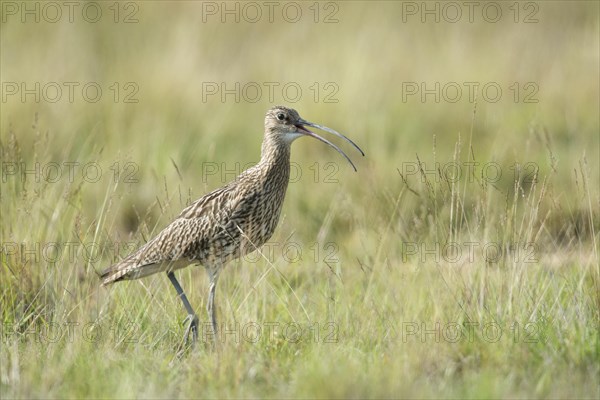Curlew
