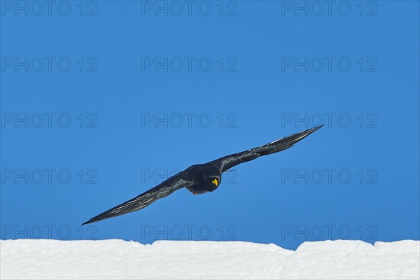 Yellow-billed chough