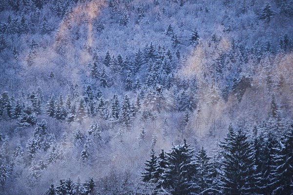Colored Fog above a Norway spruce