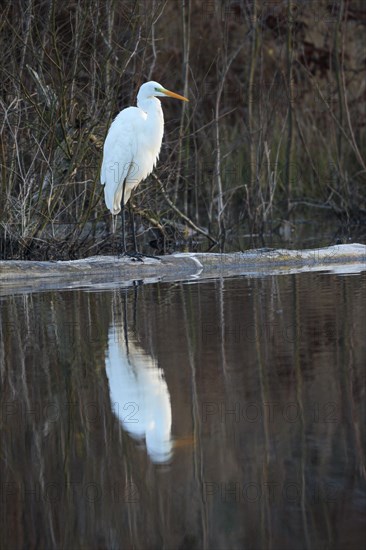 Great egret