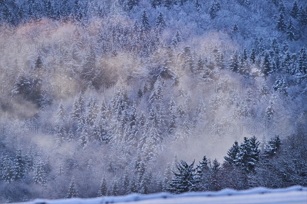 Colored Fog above a Norway spruce