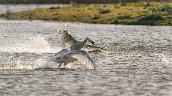 Mute Swan
