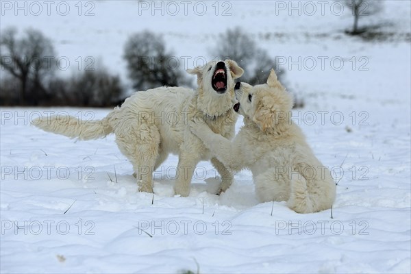 Playing Kuvasz and Podlahanski in the snow