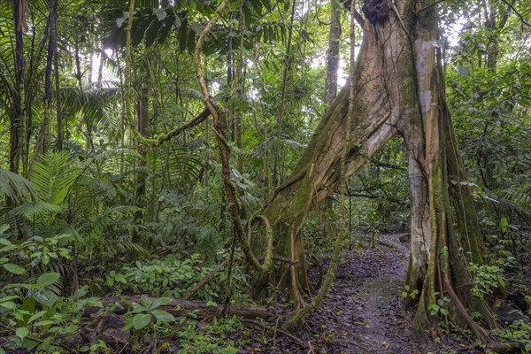 Hiking trail leads through tree with V-shaped opening