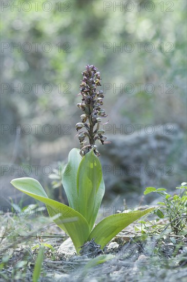 Giant orchid