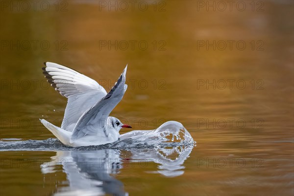 A black-headed gull making a belly landing