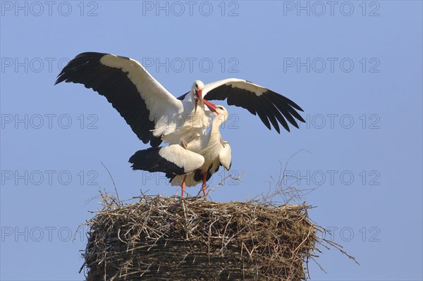 White stork
