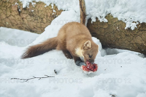 European pine marten