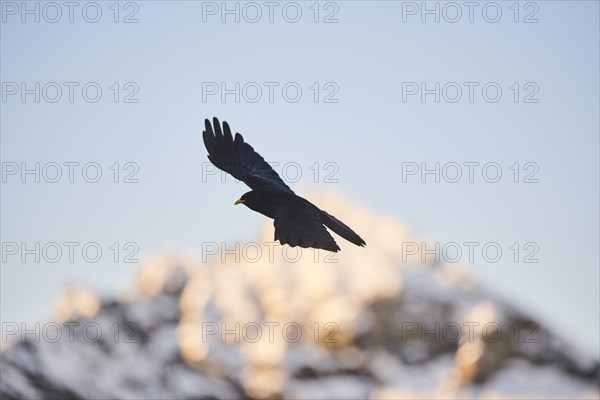 Yellow-billed chough