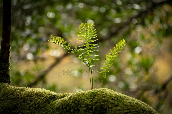 Fern on moss-covered branch