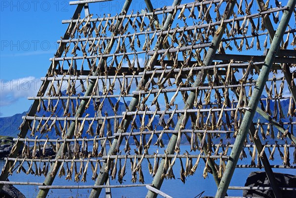 Cod is hung on racks to dry