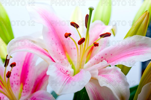 Pink lily flower bunch bouquet over white copyspace