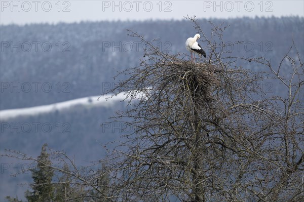 White stork