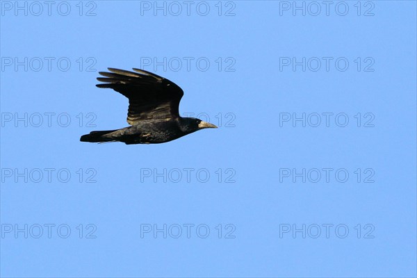 Rook