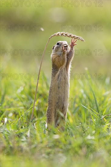 European ground squirrel