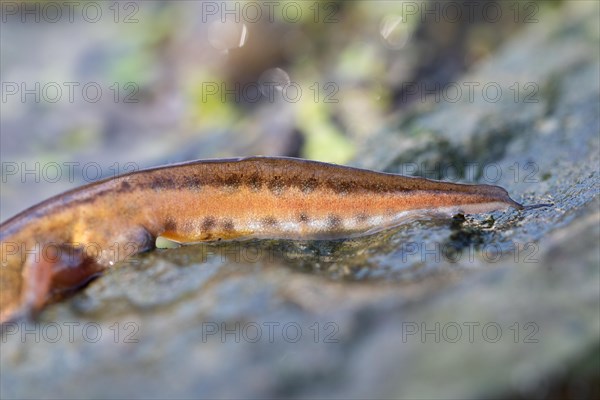 Palmate newt