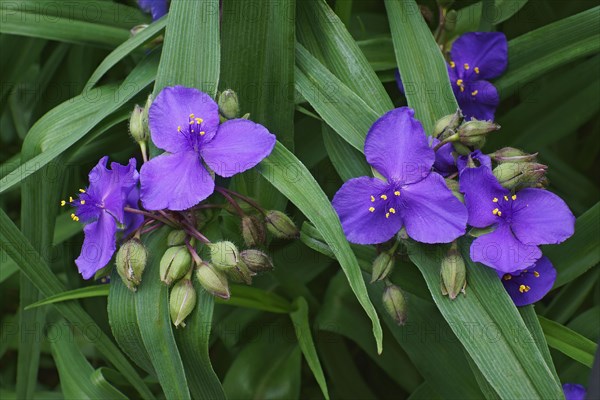 Virginia spiderwort