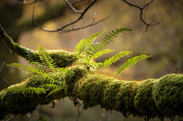 Fern on moss-covered branch