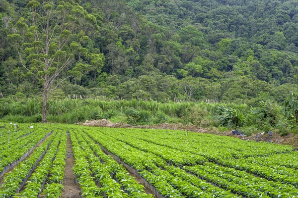 Seedlings for coffee cultivation