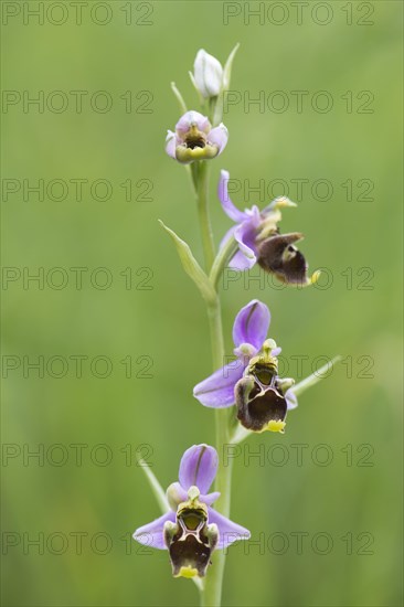 Late spider-orchid