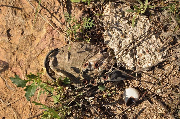 Canvas shoe grown in the ground