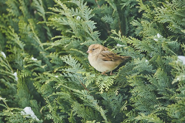 House sparrow