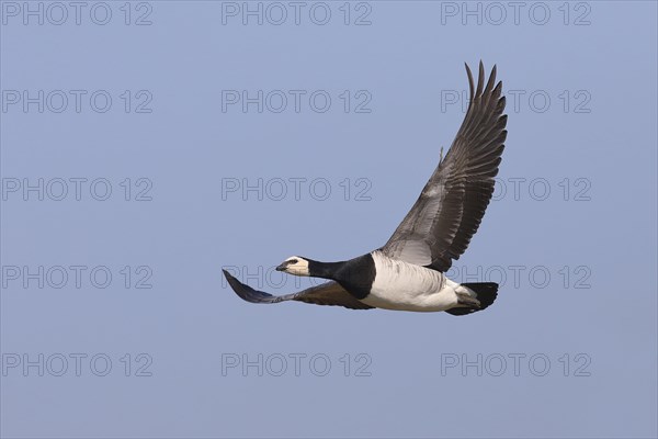 Barnacle goose