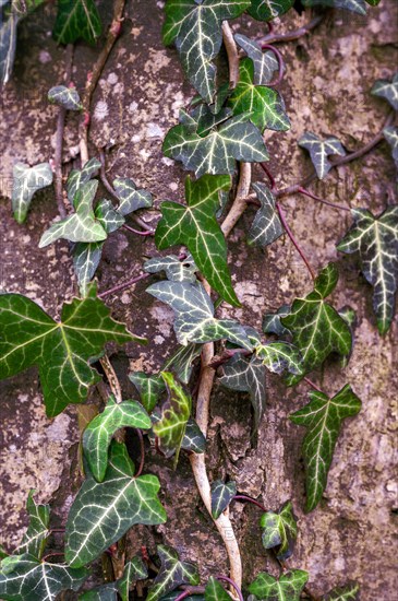 Wild common ivy