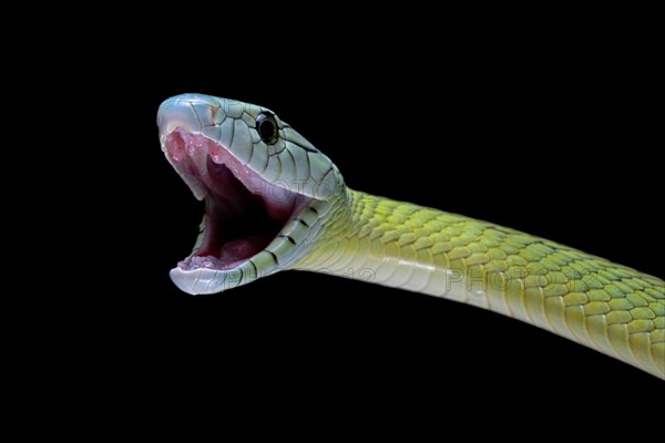 Jameson's mamba