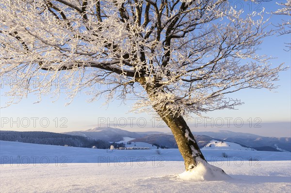 Weather beech