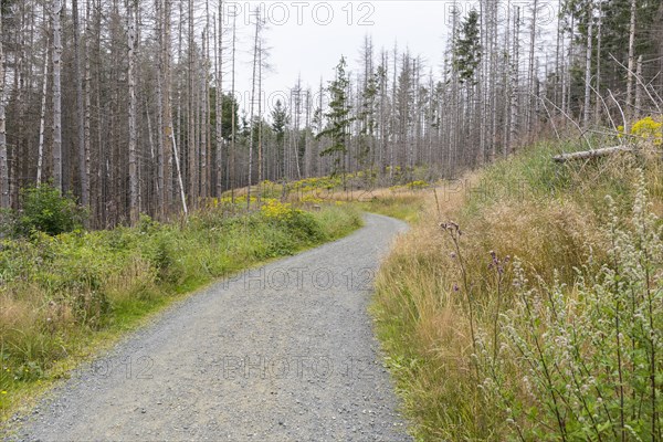 Large areas affected by forest dieback