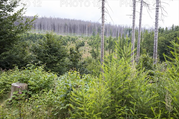 Large areas affected by forest dieback
