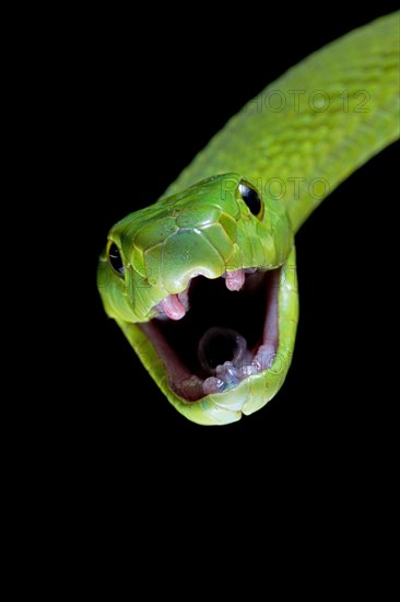 Green Mamba